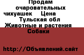 Продам очаровательных чихуашек  › Цена ­ 2 000 - Тульская обл. Животные и растения » Собаки   